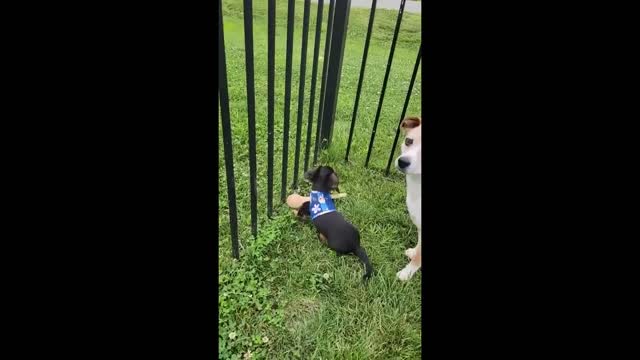 Funny animals 2023