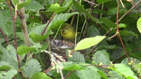 Bird feeding its babies