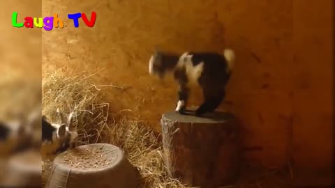 Cute Baby Goats