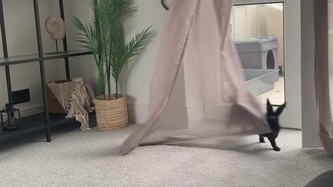 Rabbit Discovering Curtains Twirls Them Around