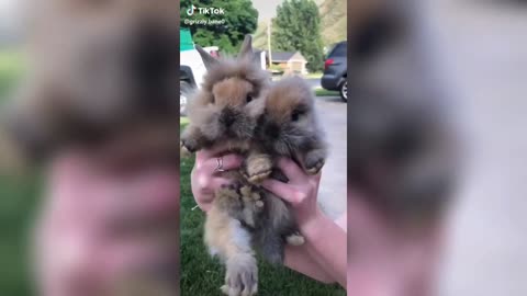cute bunnies