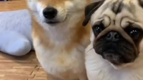 Ultimate Baby Dogs-Cute and Funny Dog Videos