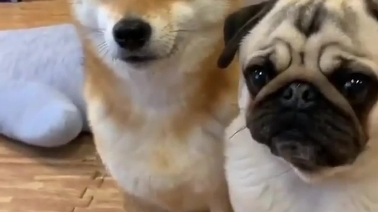 Ultimate Baby Dogs-Cute and Funny Dog Videos