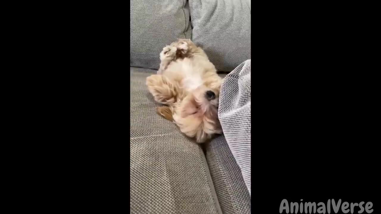 🐾Hilarious Dogs and Cats Moments 2024😂🐶🐱