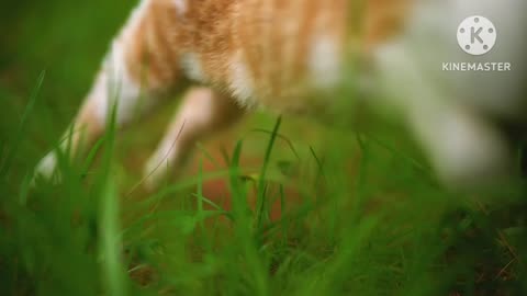 New Animal video