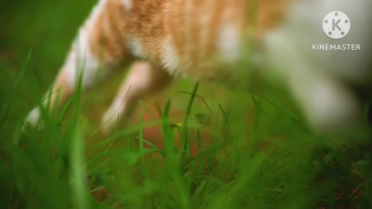 New Animal video