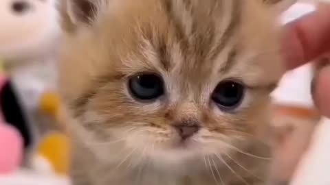 Ek udashi billi jab apne mama se mili