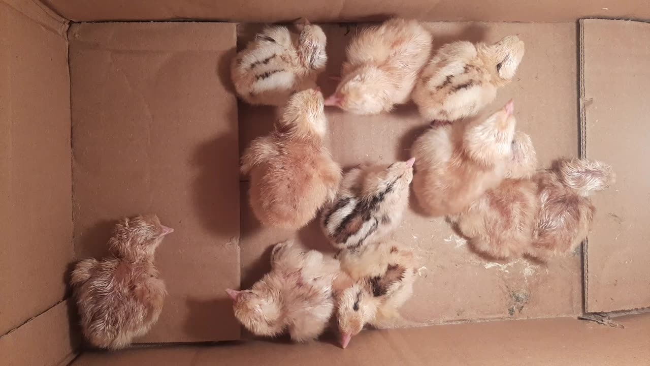 Improvised Chicken nursery