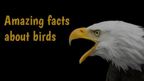 Amazing and cool facts about birds