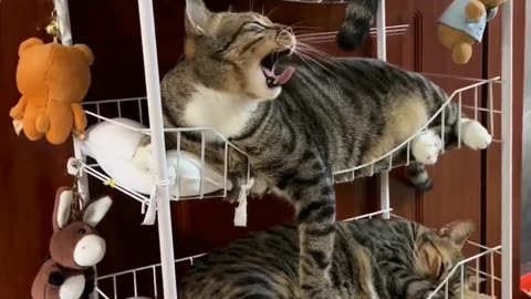 Cats in resting Place very funny #cats