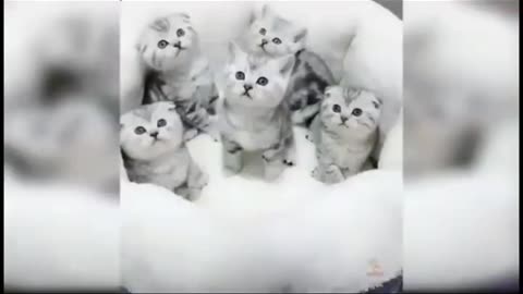 Cute cats compilation 2023-funny cat videos 2023 #viral