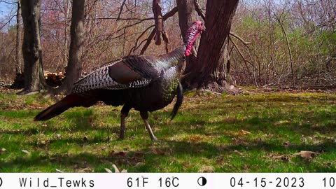 Walk Like a Turkey