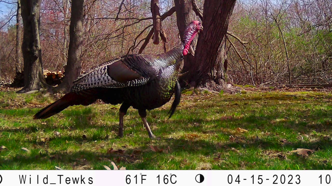 Walk Like a Turkey