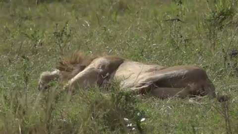 Lion Pride's Serene Sunset Retreat with Dominant Male