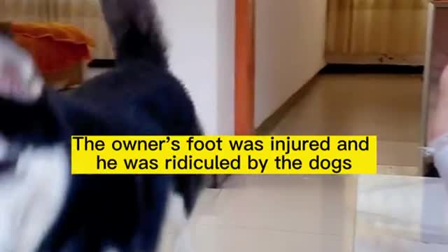 I broke my foot and my dog copied me