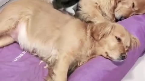 Cat animals dog animals viral dogs fat funny video dog cat