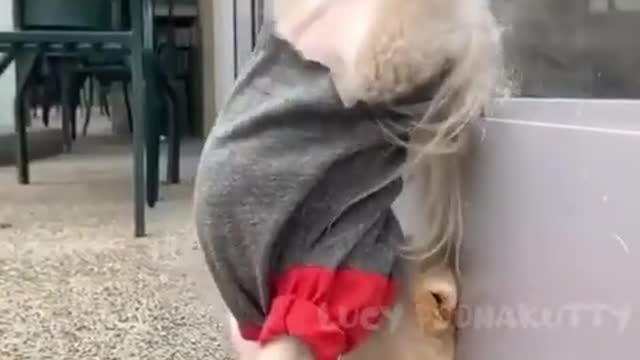 Funny moments Would your dog