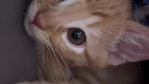 cute cat🥰