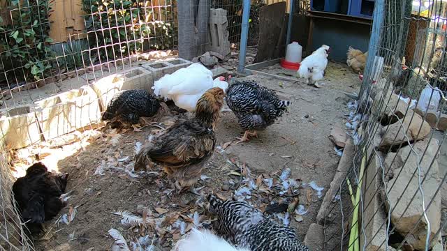 Backyard Chickens Dirt Bath Chicken Run Relaxing Long Video HD Sounds Noises!