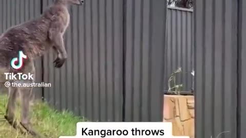 Kangaroo Fight