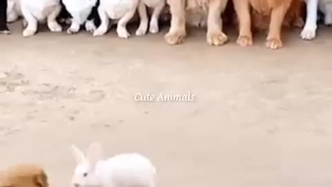 Funny video
