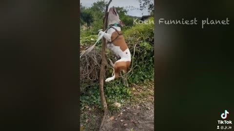 Funny vídeos