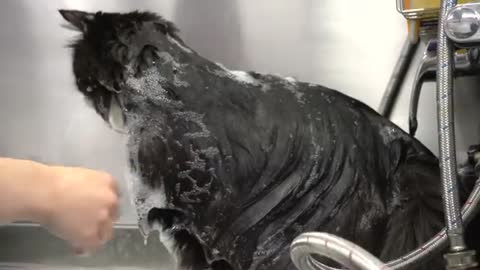 Norwegian Forest cat tells off his groomer