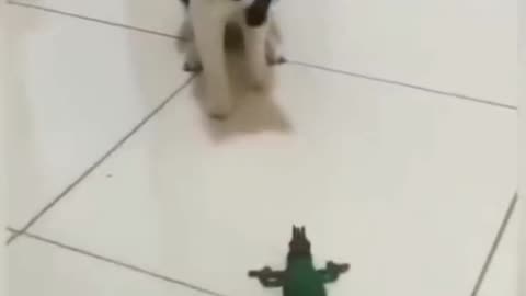 Dog Cat Deadly Entertainment Video। Funny Entertainment Channel. 😀😀
