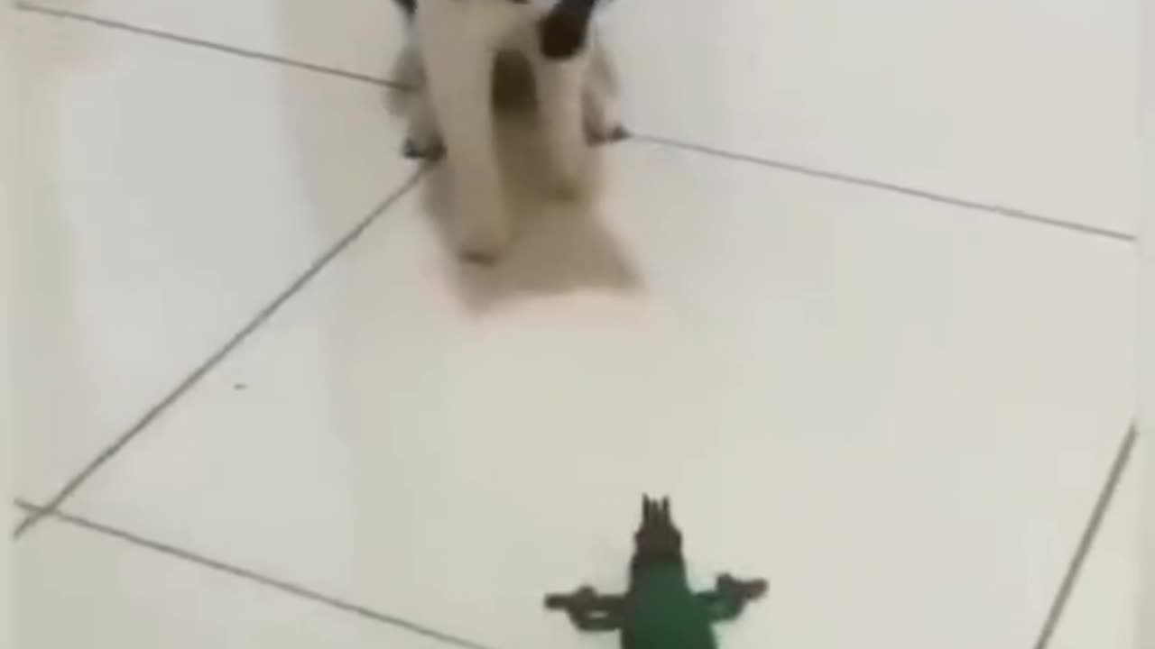 Dog Cat Deadly Entertainment Video। Funny Entertainment Channel. 😀😀