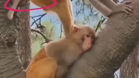 Monkey funny video local