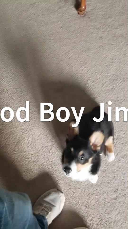 Loki and the sit stay