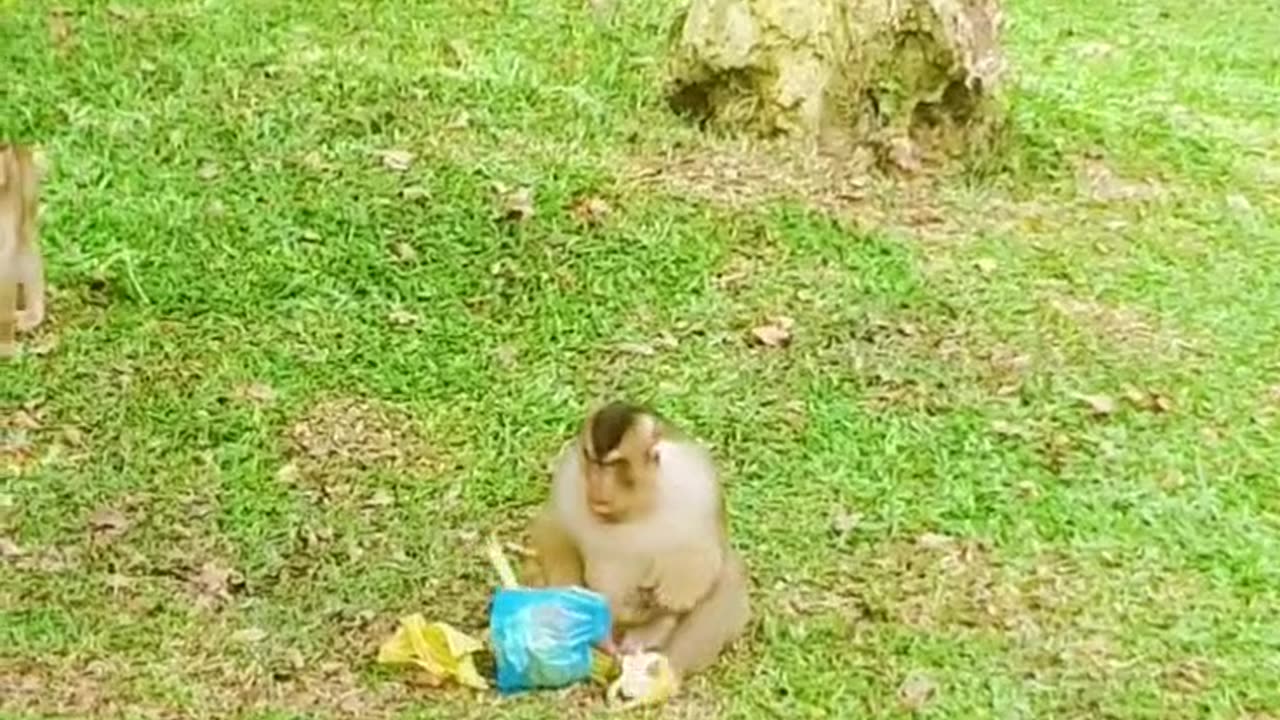 A monkey scouring a garbage bag.