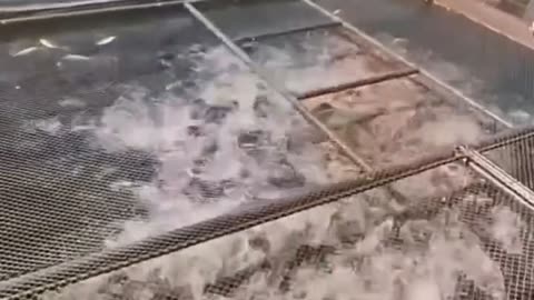 The weirdest way to catch fish