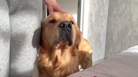 My Dog Makes The Cutest Noises To Wake Me Up