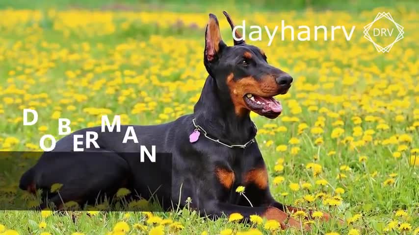 CUTE DOGS BARKING