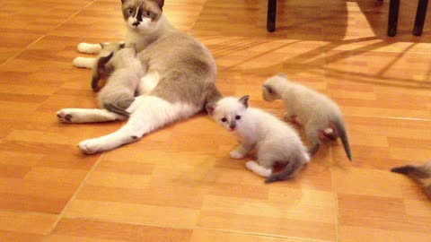 Baby Cat-Cute and Funny Cat