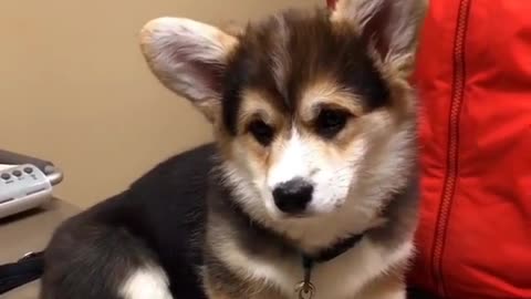 Funny animal videos|Cute animal videos |Funny dog&cat videos|Hilarious pet videos|Funny video
