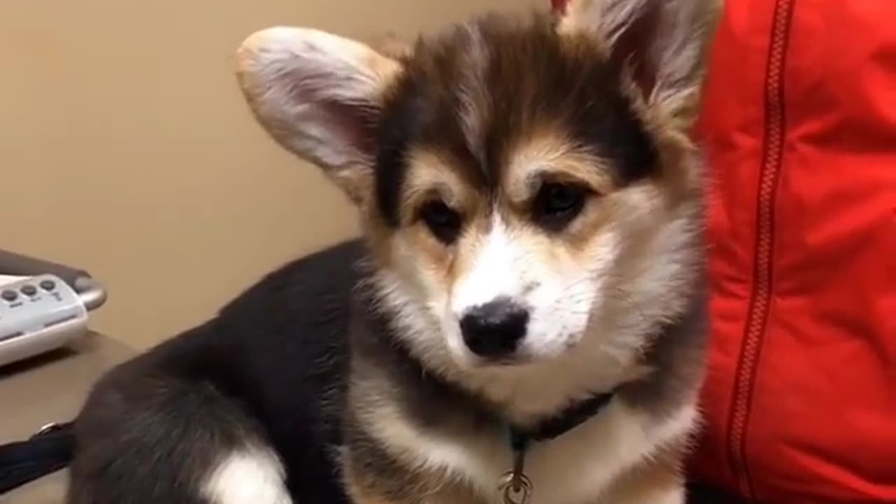 Funny animal videos|Cute animal videos |Funny dog&cat videos|Hilarious pet videos|Funny video