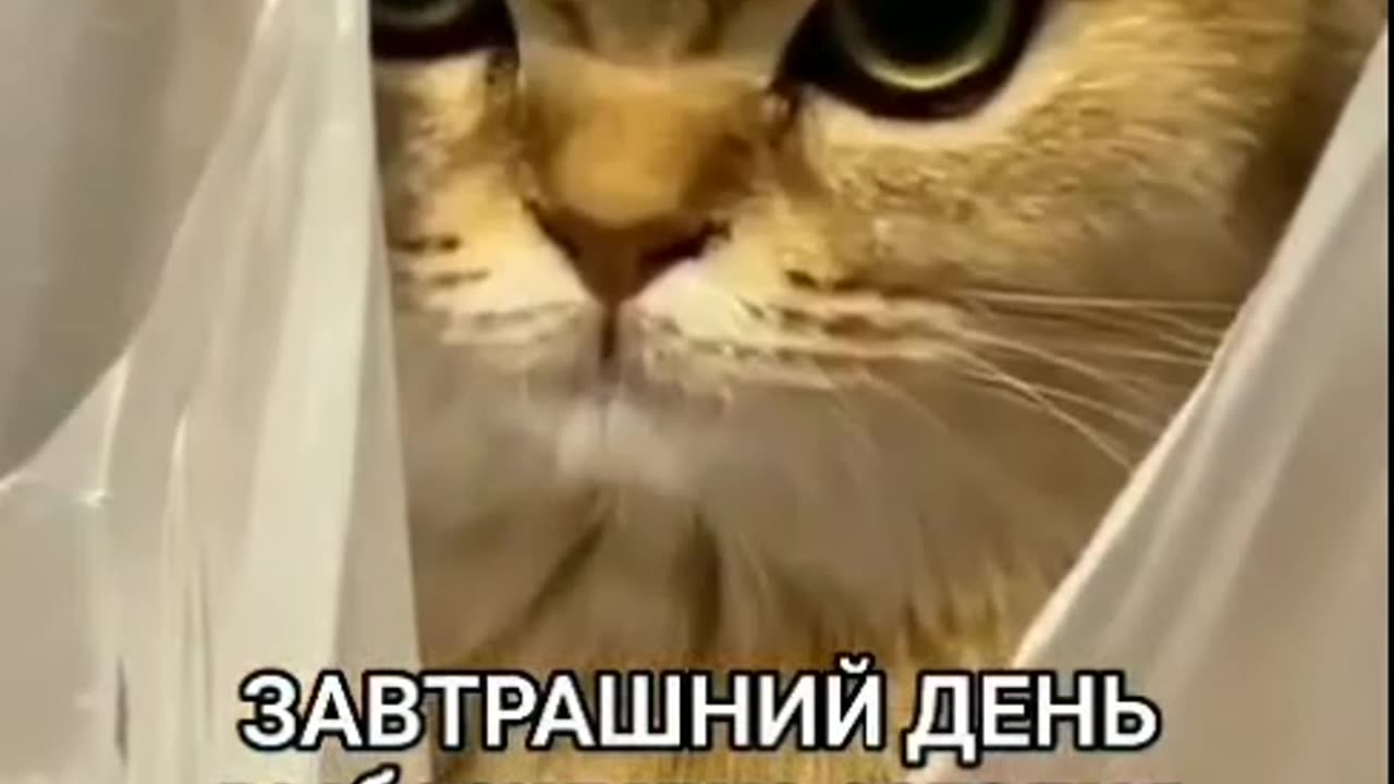 Humor ππ₯ - The Mood of Tomorrow #funny #funnyfails #funnyvideo #humor #humour #humormemes #fails