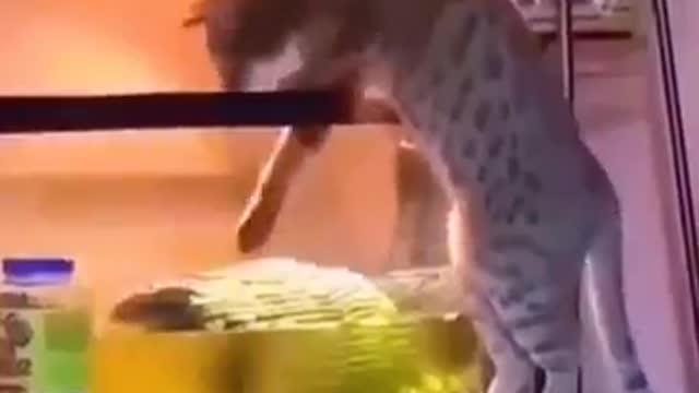 Living With Animals