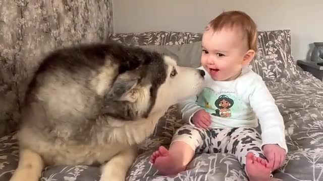 Baby & Husky Wake Up in The Cutest Way!!