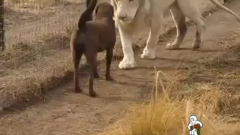 DOG MEETS LION | DOG AND LION SHAKE HANDS
