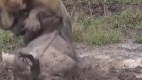 Wildebeest are too immature before male lions