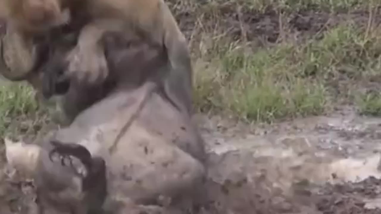 Wildebeest are too immature before male lions