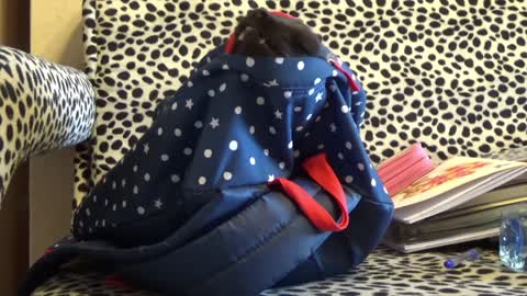 Funny Cat, Short Video