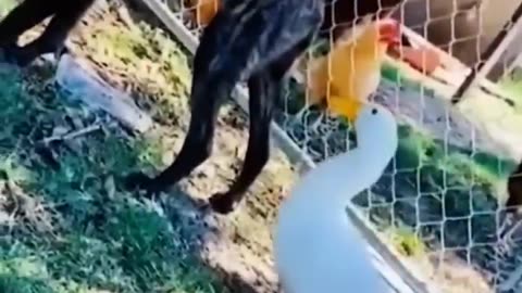 Funny Cat 🐱 & Dog 🐶