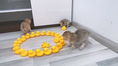 Funny animal videos