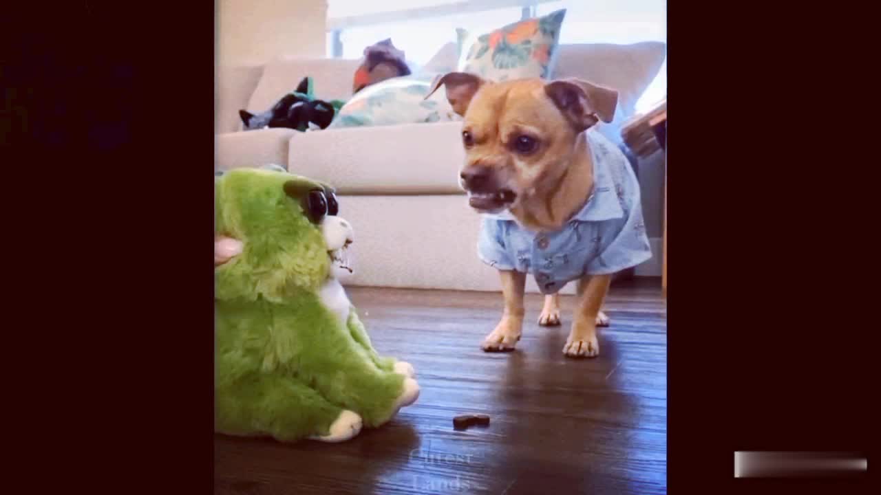 Amazing funny video compilation