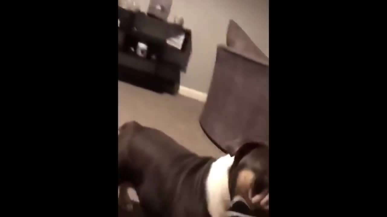 OMG! Cannonball Dog is SPITTING BALL!!!