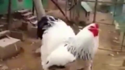 Big Rooster